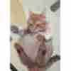 Фото прикол про котов