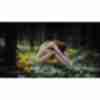 Фото прикол  про девушек, раздетых людей, лес пошлый