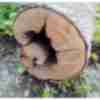 Фото прикол про дерево